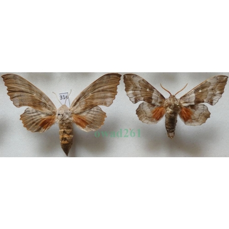 Laothoe populi populi (Linnaeus, 1758) pair Nastrosz topolowiec Poland31e